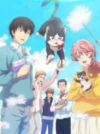 Bạn cùng phòng là mèo My roommate is sometimes on my knees,  sometimes on my head