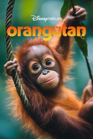 Orangutan Orangutan